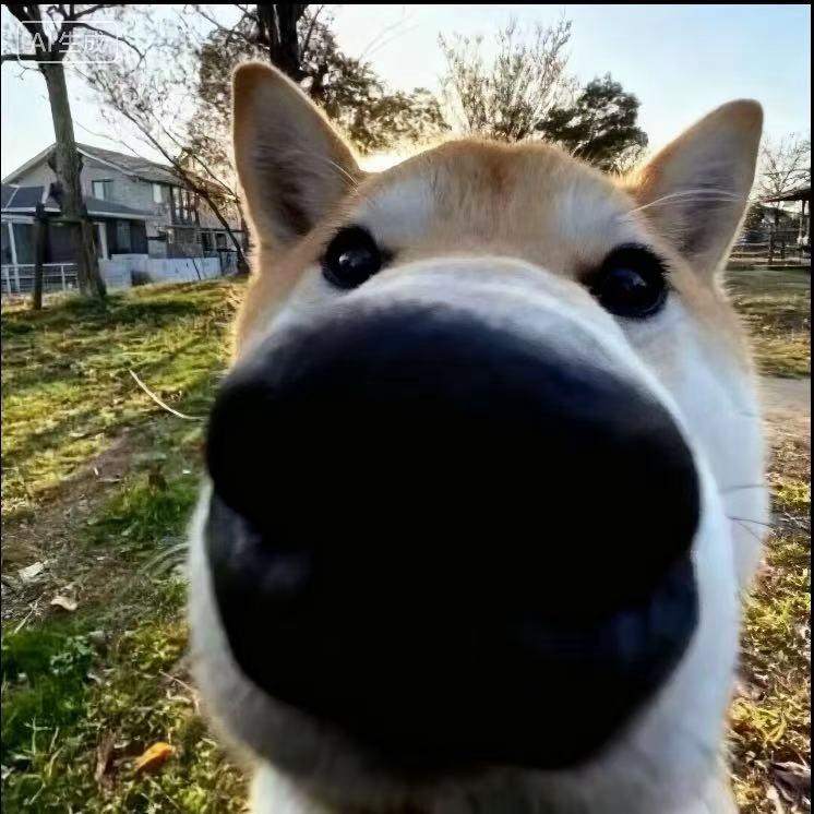 羔羊