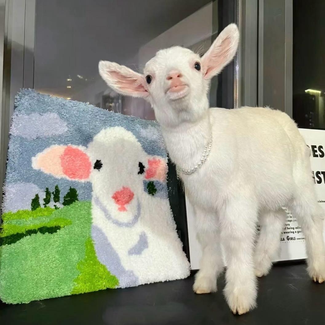 哈哈哈哈哈哈！