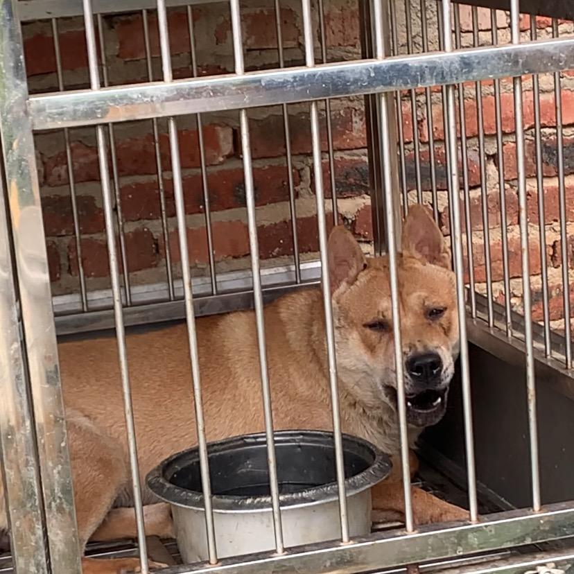 江西虎斑犬