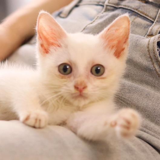 奶油是只小白猫