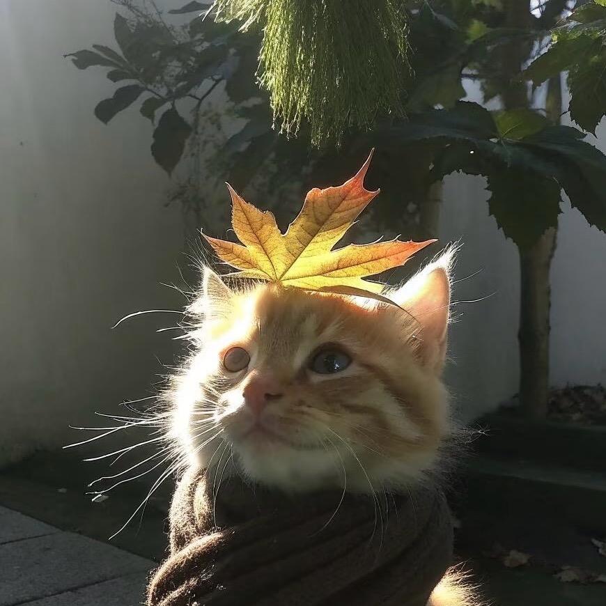 🍂🍂🍂