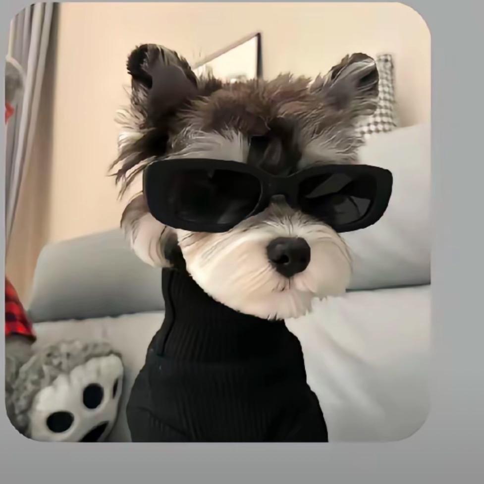 小羊萌宠🐑