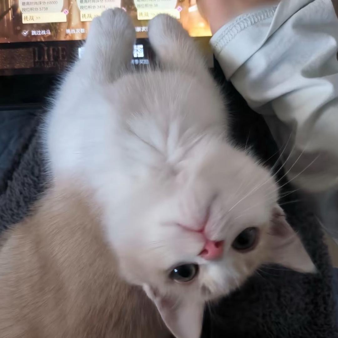 人是会哭的芋圆