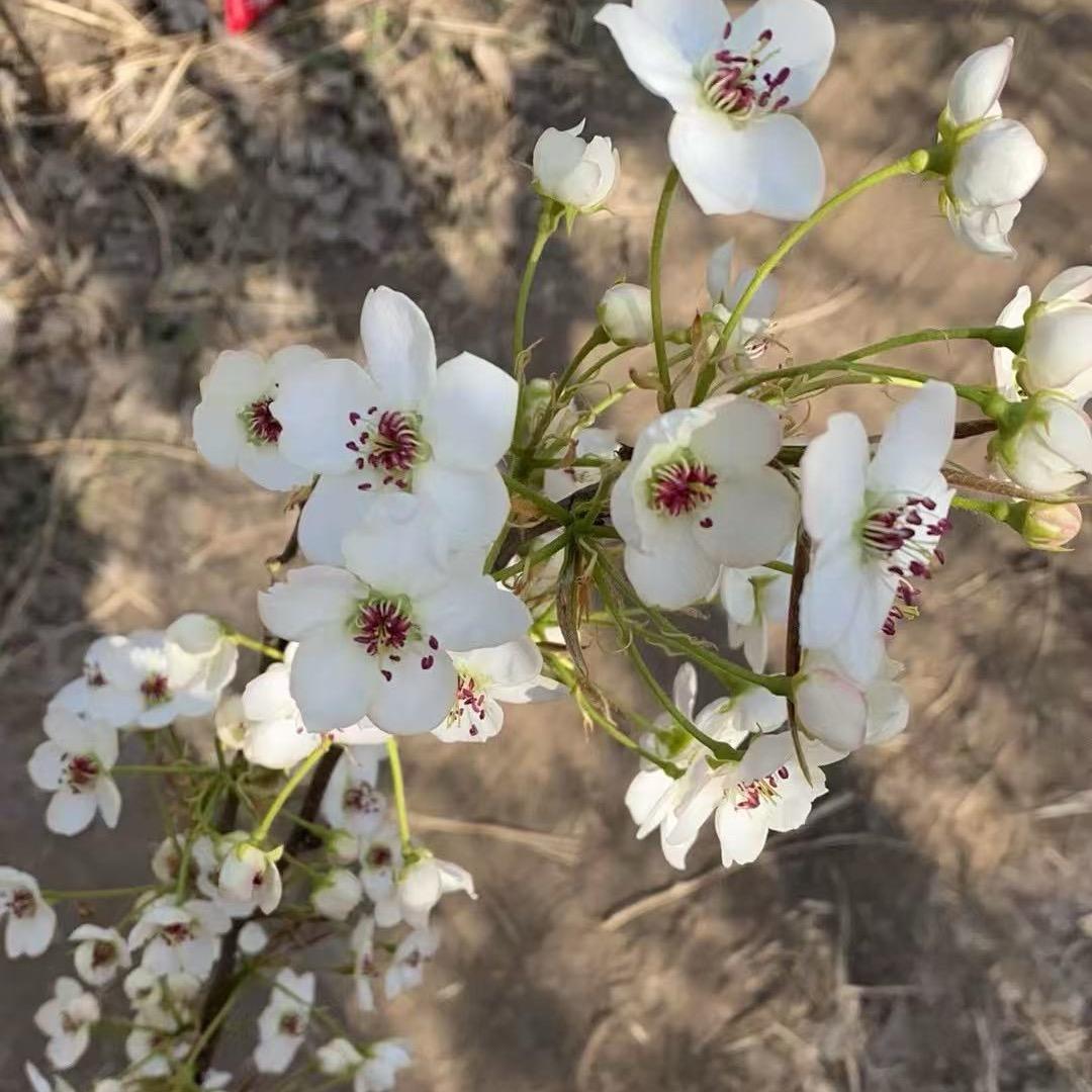 🍐🍎花粉基地