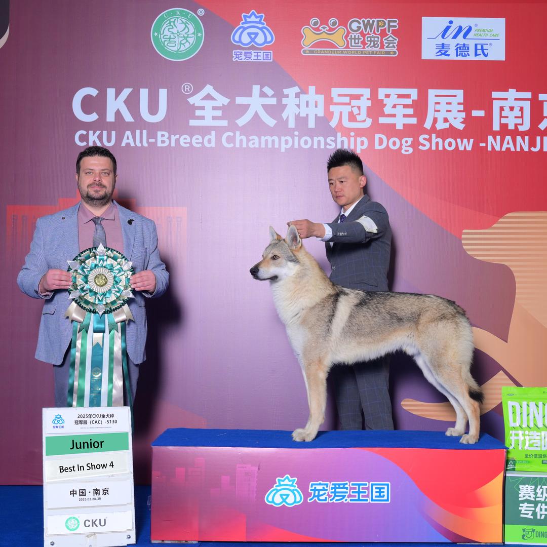 哈尔滨捷克狼犬犬舍