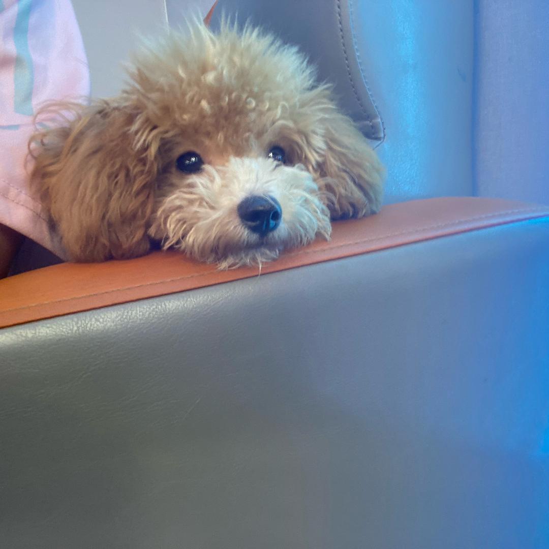 小狗一家（咖啡版）