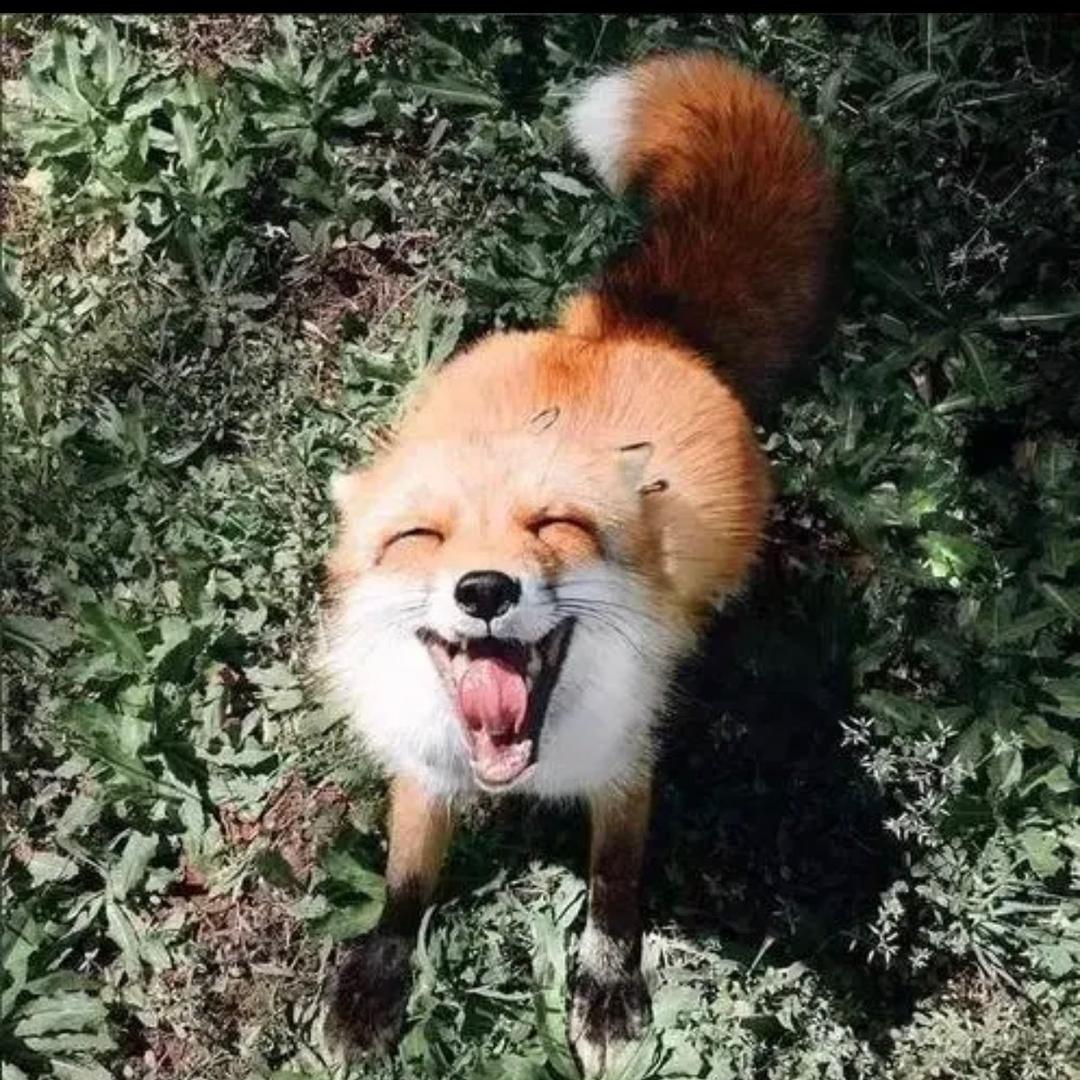 夏辞
