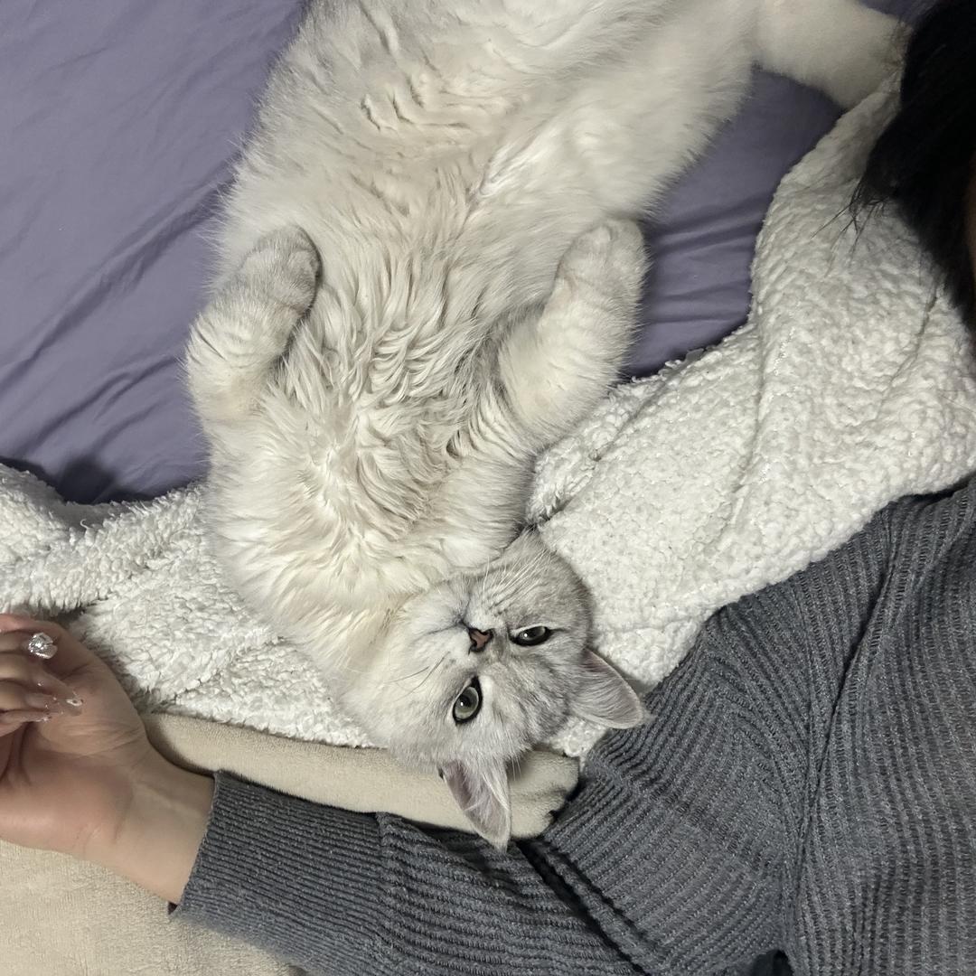 性感小野猫软萌大兔子（许嵩见过2次版）