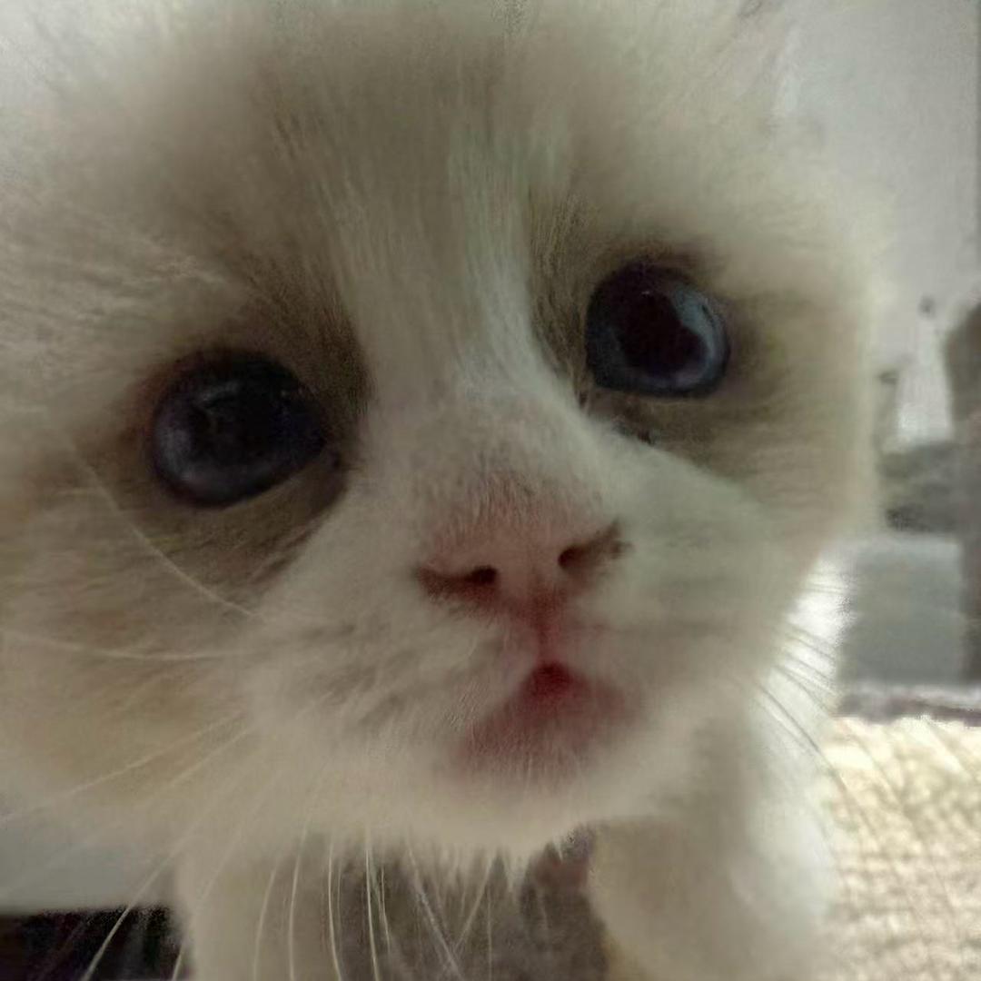 猫蛋儿的救赎