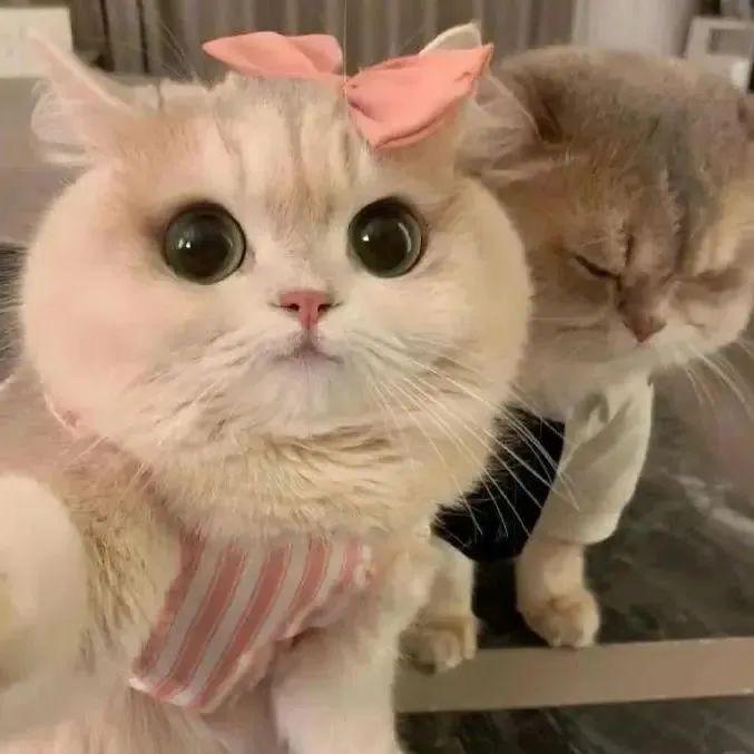 小猪佩佩