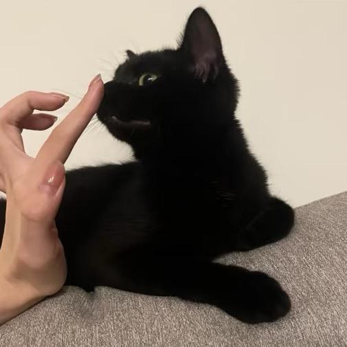 后裔射月亮