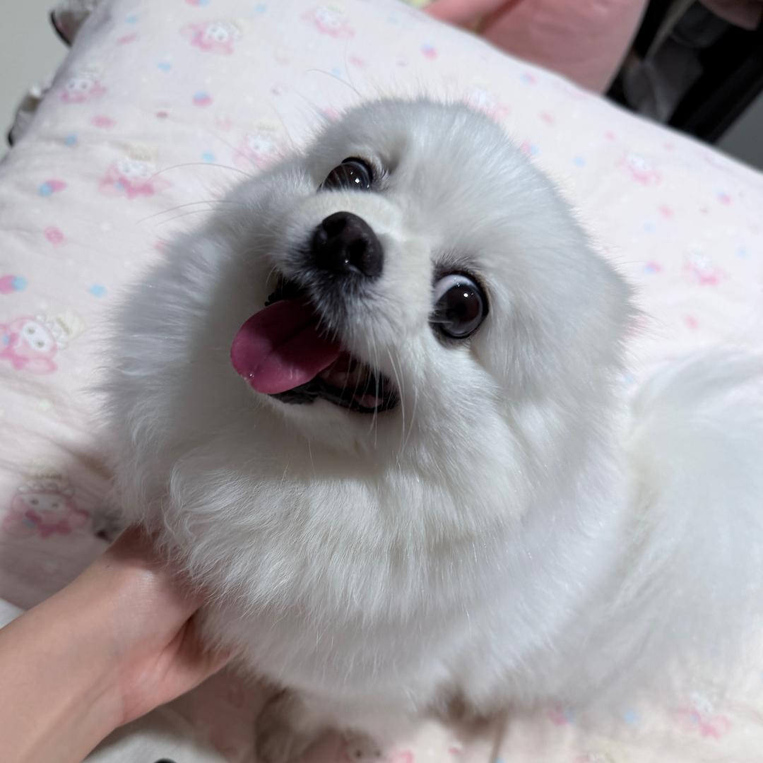 朱丽叶