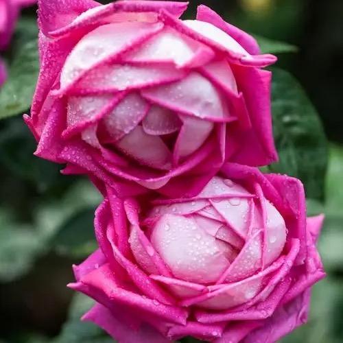 无尽的花海