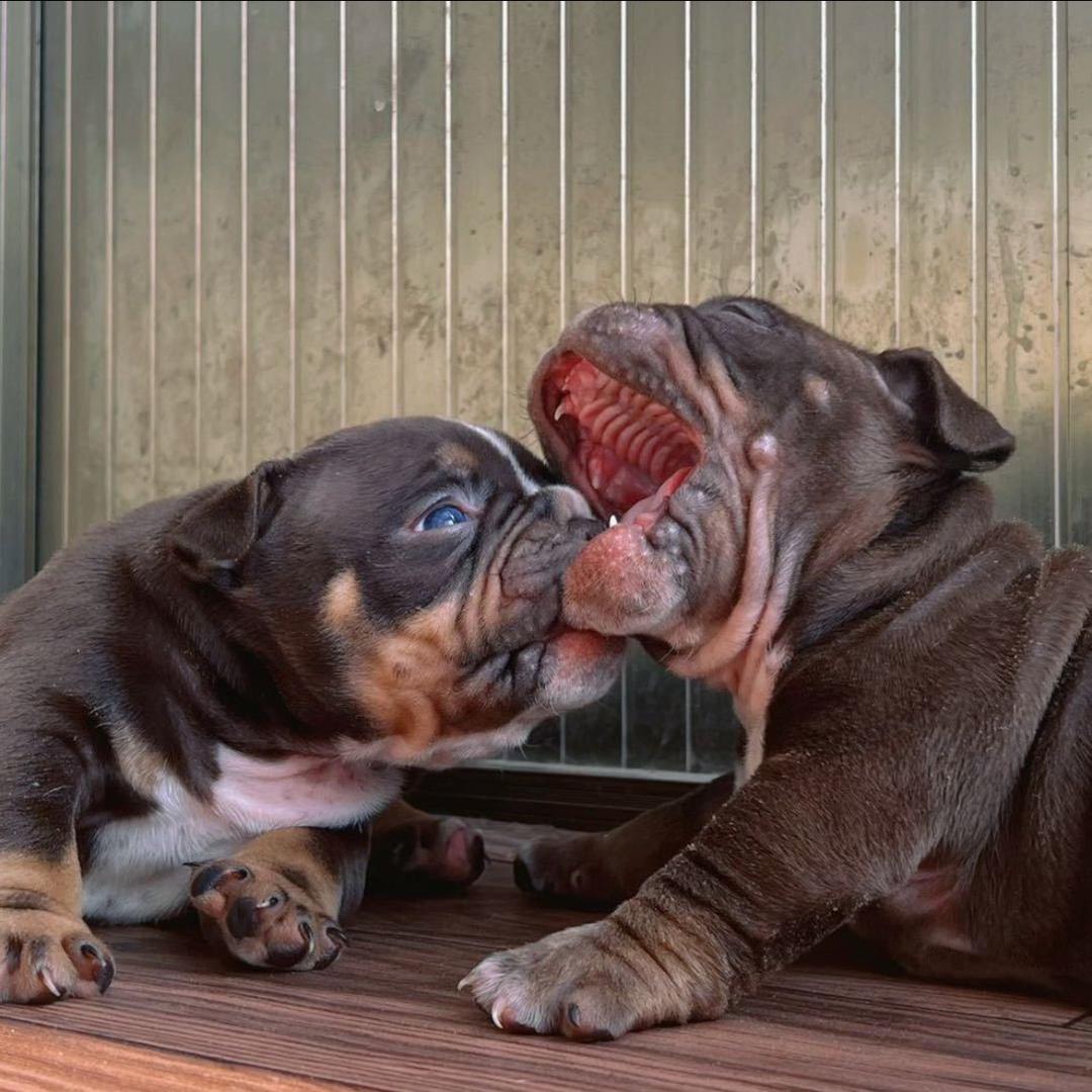 【晓白犬业·繁殖基地】