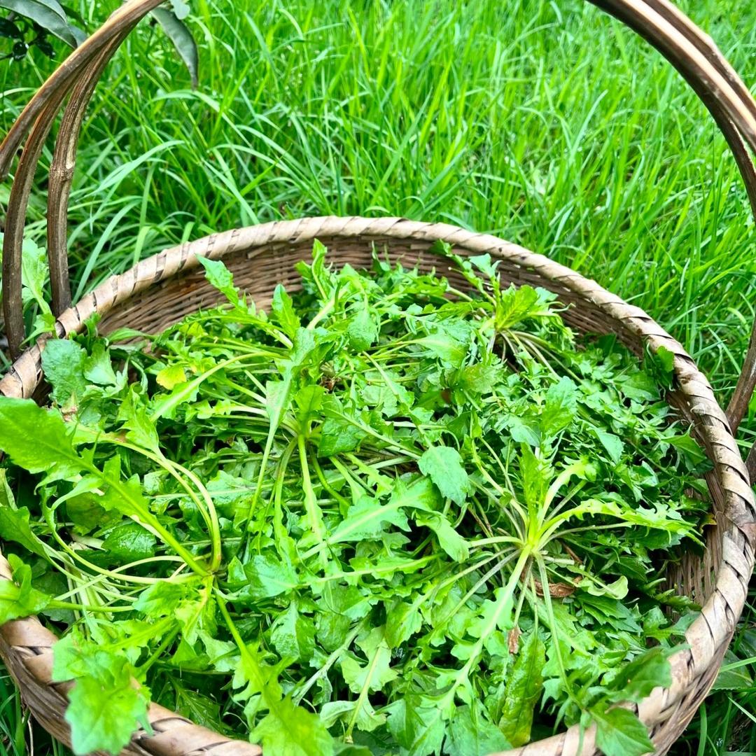 小磊山野菜