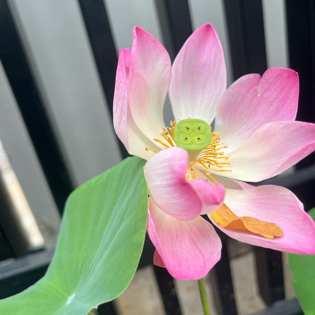 阿凡泰