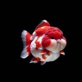 泰狮与玛丽