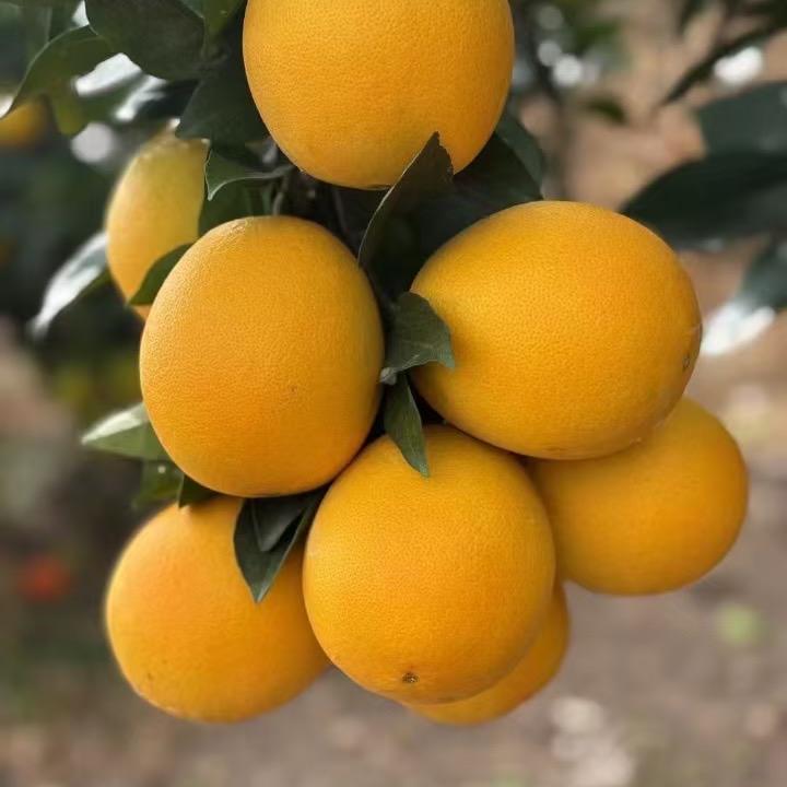 林伯家赣南脐橙