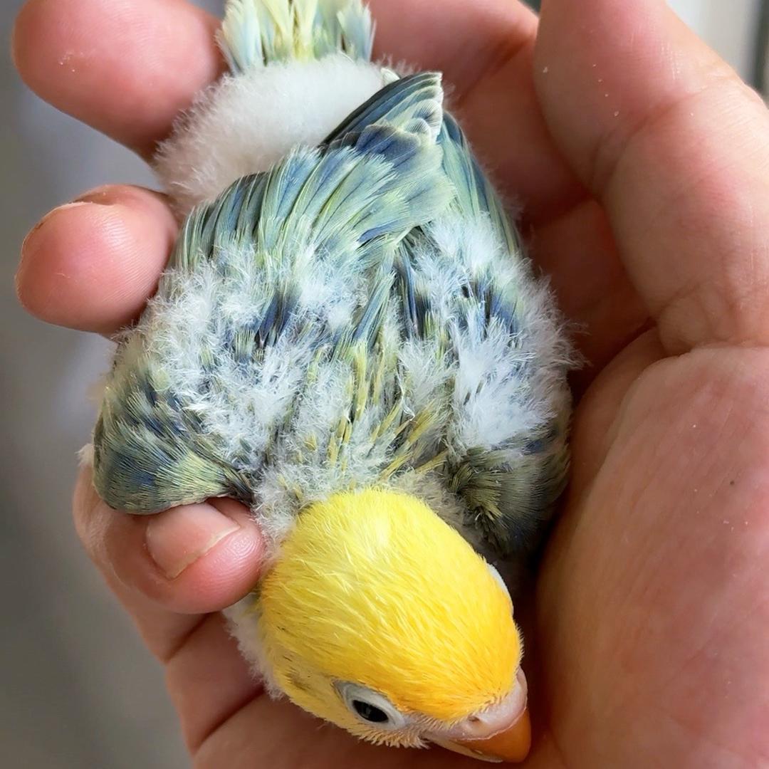 手养小婴鹉