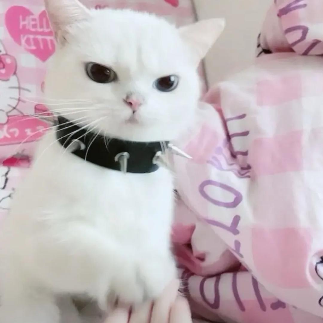 我爱圆仔