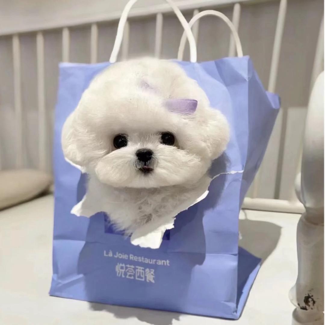舟山萌萌宠物