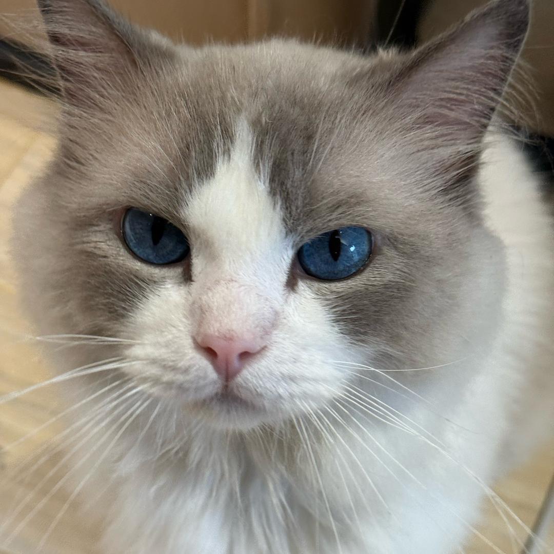 一口一个小猫咪