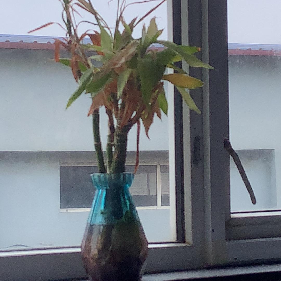 亚托克斯o