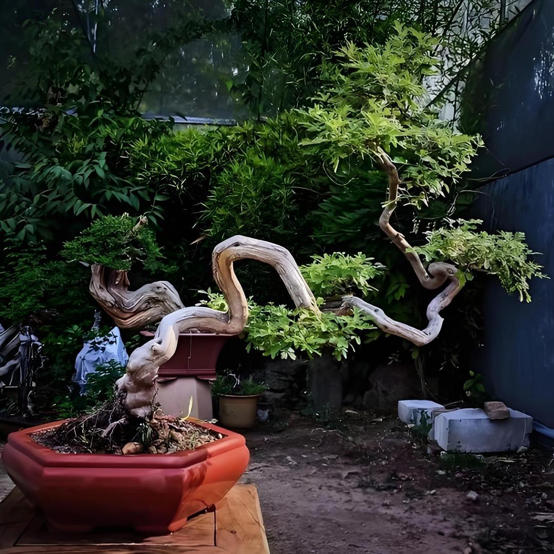 🍂山野核趣文玩铺（盆景生桩、文玩毛料）