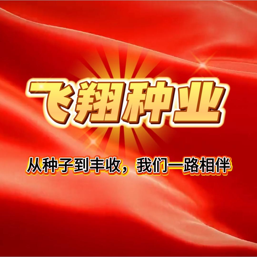 飞翔种业-小丽