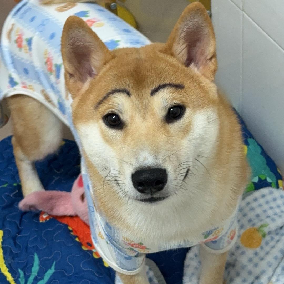 花花花花花花花