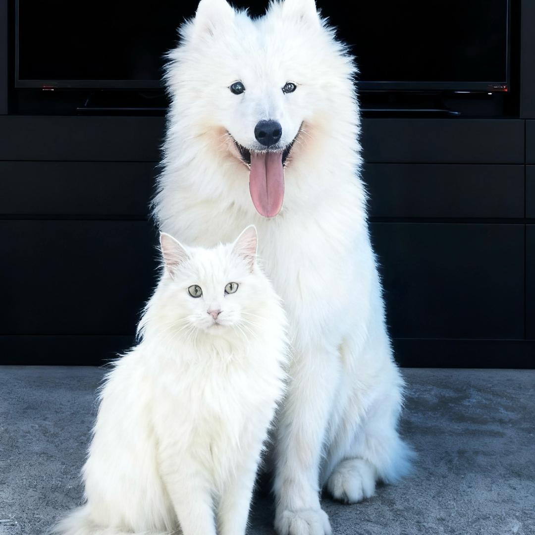 黑猫警长老6