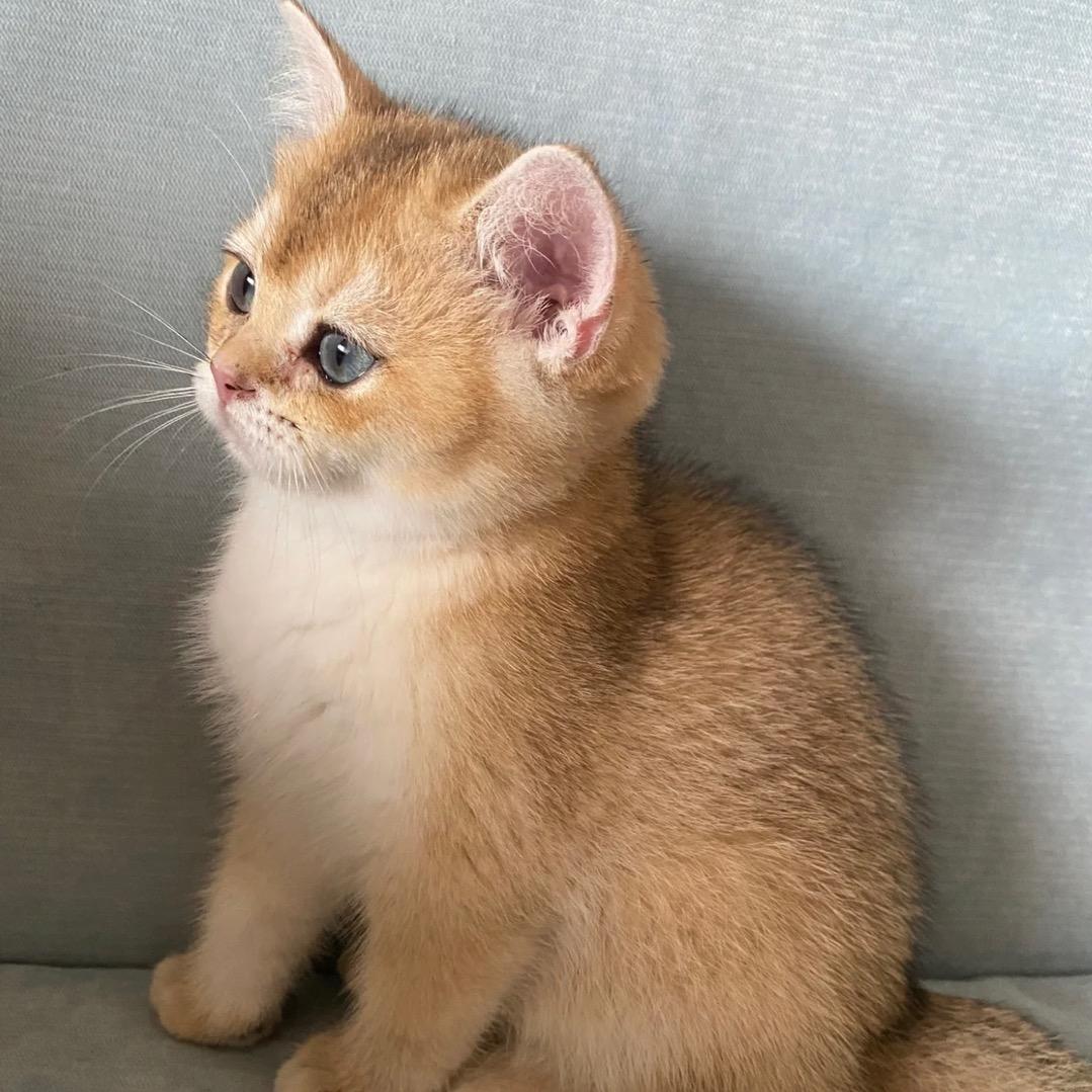 马里诺是只喵！