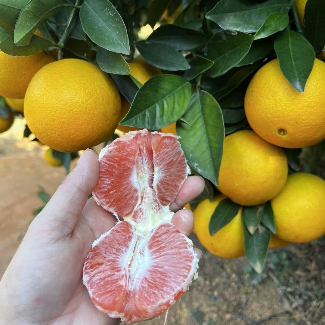 赣香园果业农场