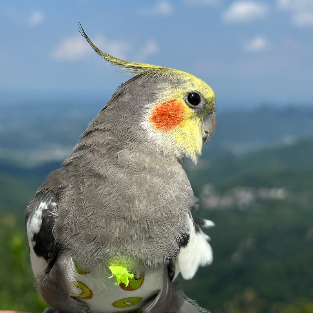 板栗好刺