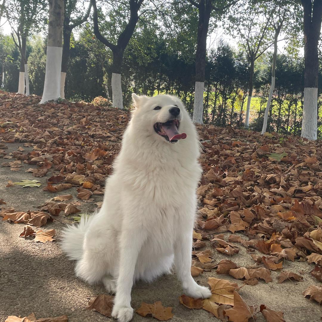 小白臭臭；