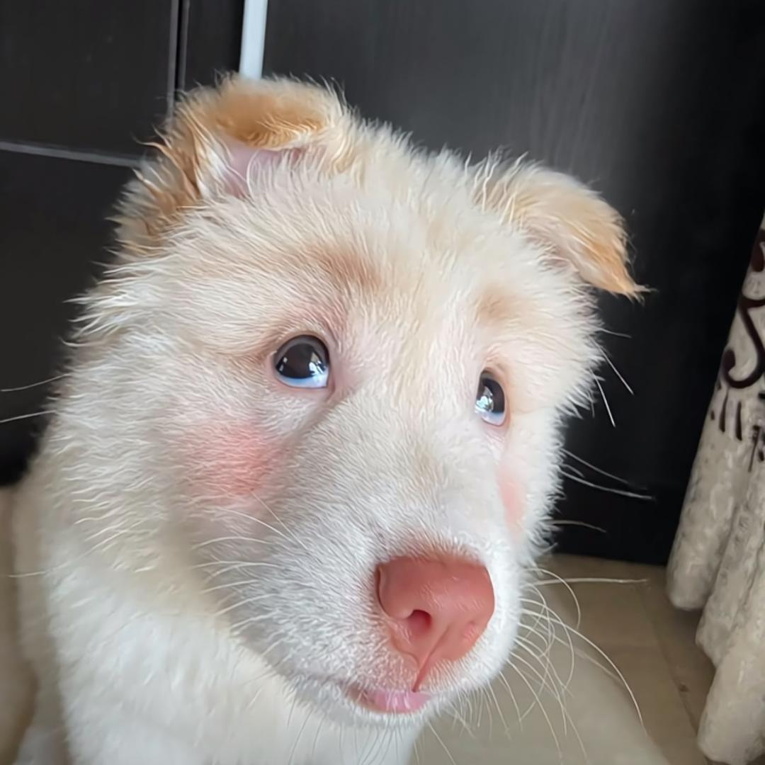 你不好拂了小狗的意吧