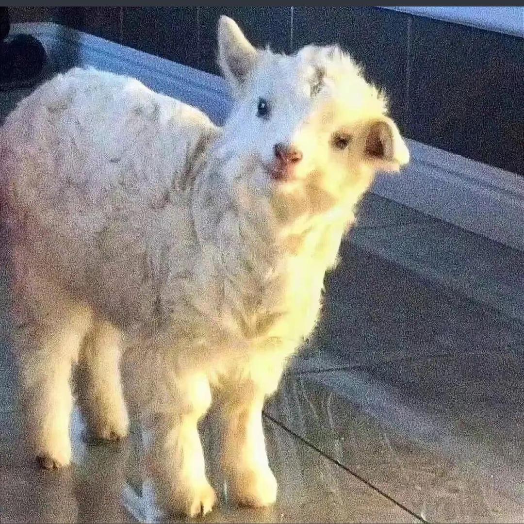 大肥羊