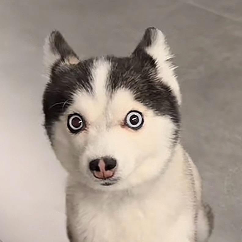 乌木威尔维恩耶威尔土温威乌温欧本萨斯嘟嘟