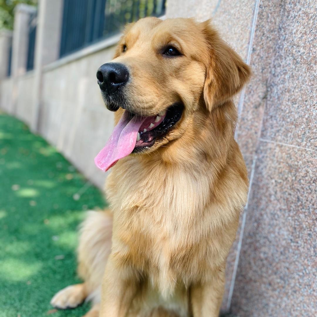 🌈Lucky是个小金毛