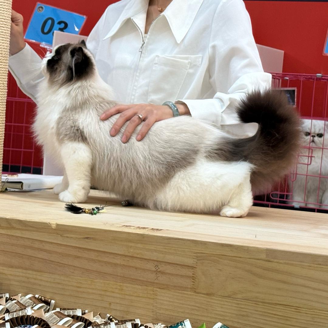 友家新脸版布偶繁育