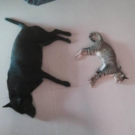 好迪