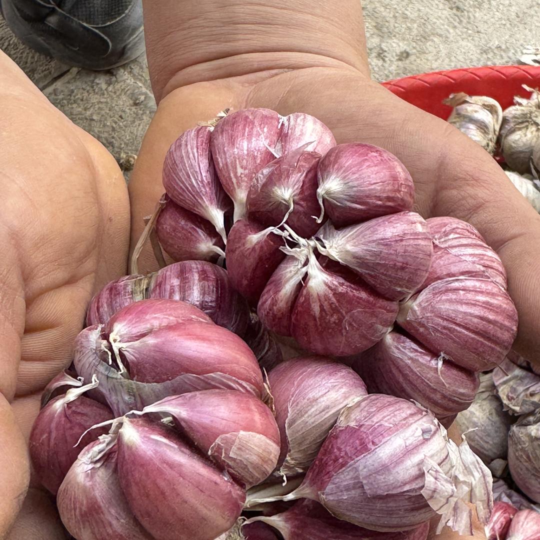 蒜多多云南红蒜