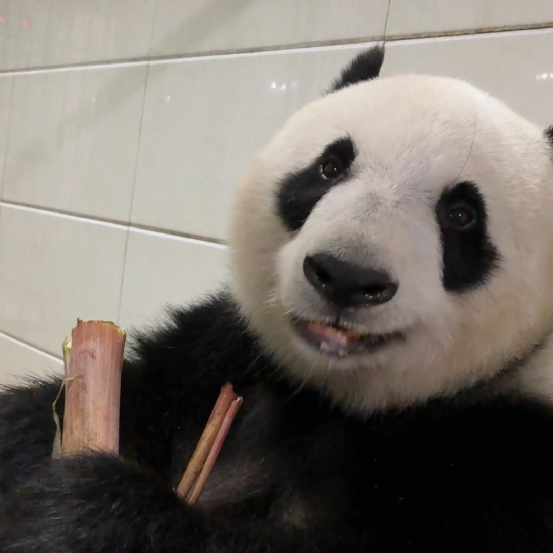 千金不上朝