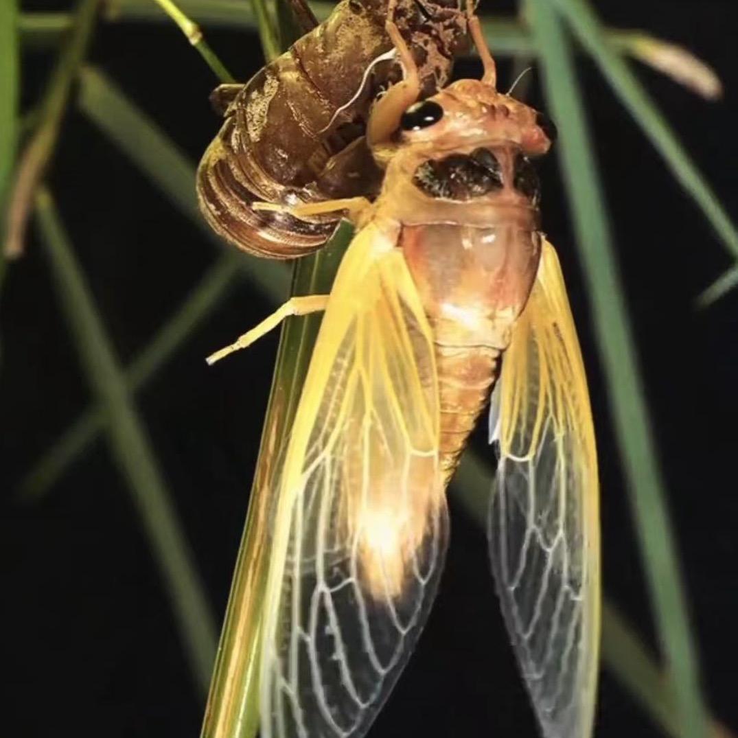 金蝉养殖孵化基地（小琳）