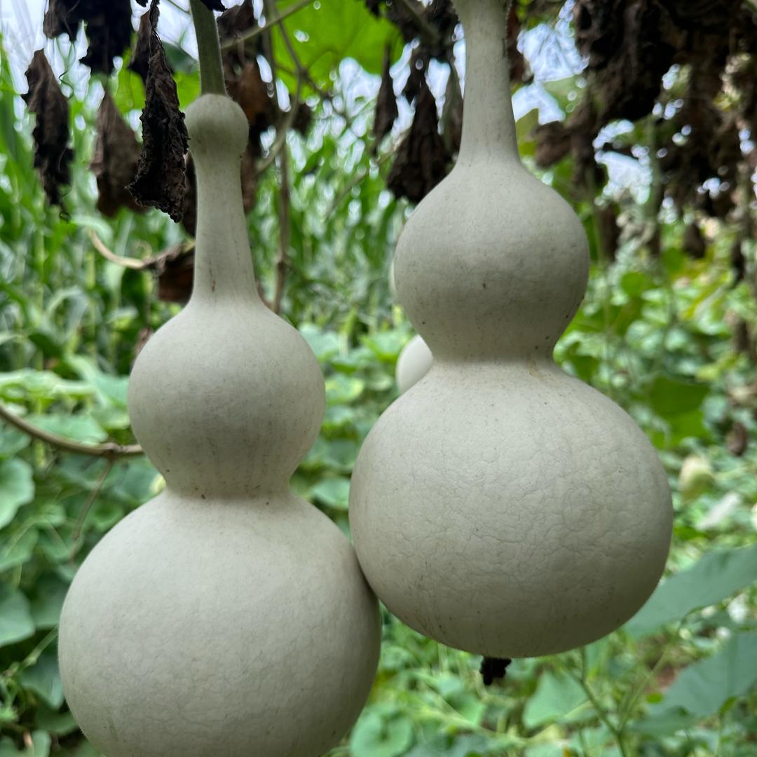 狗蛋工艺葫芦