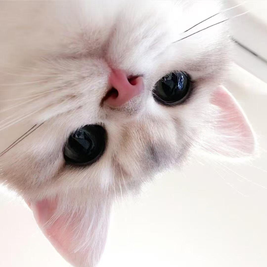 我喜欢看丑猫