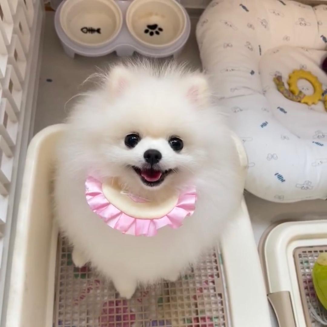 博美宝宝（买🐶私聊直接留ｖ）