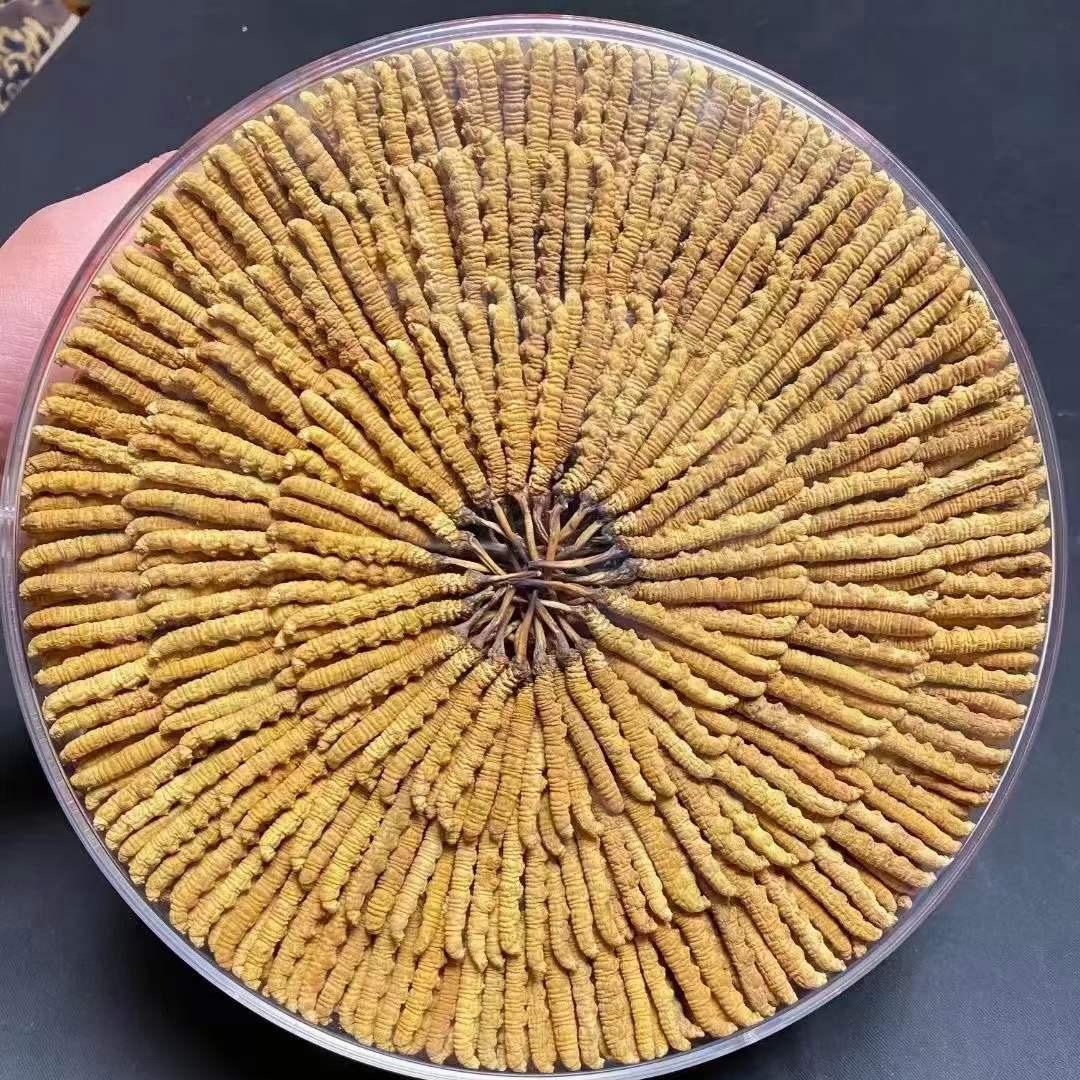 西藏冬虫夏草店