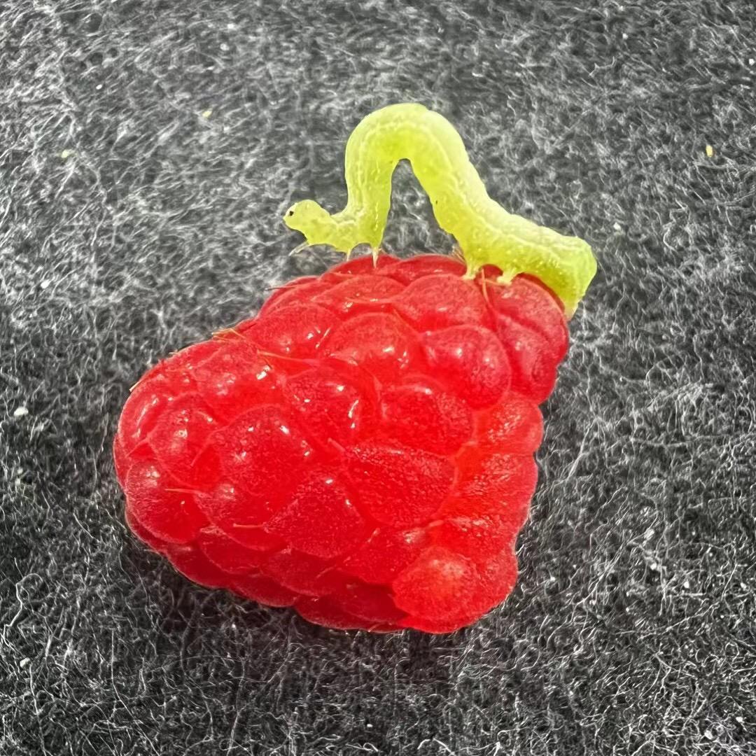 不见🐒不贱
