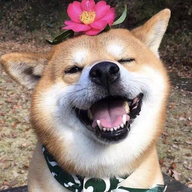 招财是只猫